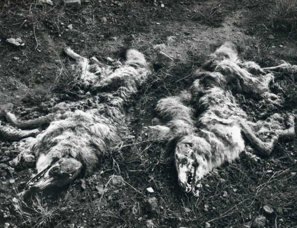 coyotes-1941